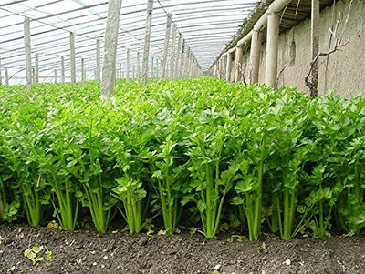 Qualtivate XLL-51 Giant Tendercrisp Celery Seeds Seed(500 per packet)