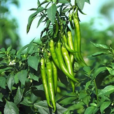 wequality Hybrid long hotest green Chilli peper seeds for plant Seed(235 per packet)