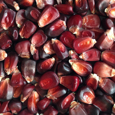 VibeX ® XXL-399 Bloody Butcher Red Corn Seed(500 per packet)