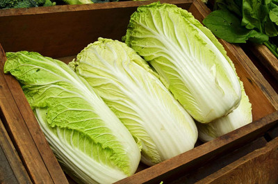 WILLVINE AGRI -VI Peking Napa Cabbage Heirloom [5g] Seed(1500 per packet)
