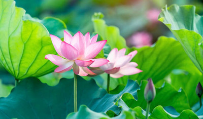 SUNWAN lotus,kamal gatta Seed(14 per packet)