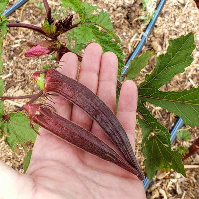 KANAYA Red Ladies Finger-Bhindi- Okra Hybrid Vegetable Seed(400 per packet)