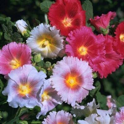 Aywal Hollyhock Hybrid Seed(40 per packet)