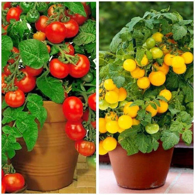 Qualtivate HUA-2A Indoor Cherry Tomato Dwarf Heirloom Seed(300 per packet)