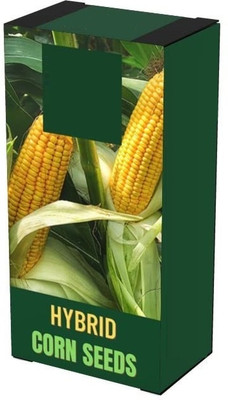Qualtivate GXL-6AT F1 Hybrid Sweet Corn Seeds Seed(400 per packet)