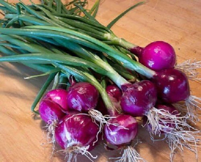Qualtivate LXI-685 Red Purplette Onion Seeds Mini Onion Seed(1000 per packet)