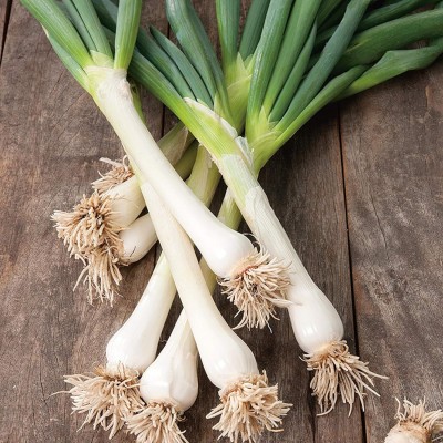 KNESSiN Spring Onion White Lisbon Seed(200 per packet)