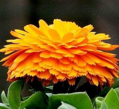 DROXTY ™ PAU-131-F1 Hybrid Calendula officinalis -20 x Seeds Seed(20 per packet)