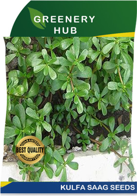 Greenery Hub Fresh Kulfa Saag Seeds for Balcony Gardens Seed(50 per packet)