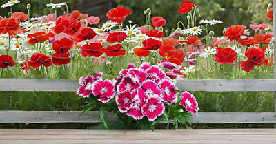 Lorvox Sweet William Flower Seed(100 per packet)