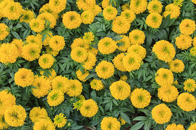 wequality marigold/gende ka phool flower seeds Seed(50 per packet)