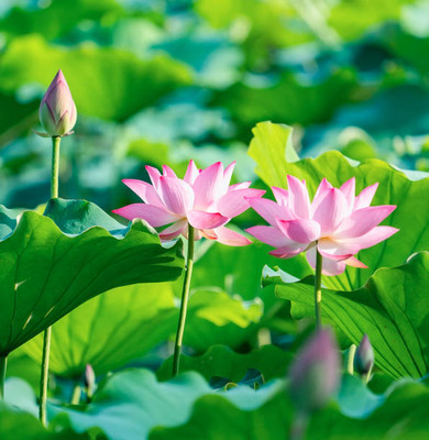 SAVRANA SHAKTI lotus,kamal gatta Seed(10 per packet)