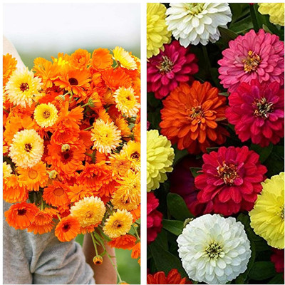 LPR MIX COMBO, FLOWER COMBOO Seed(15 per packet)
