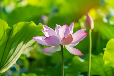 CALYXSEEDS lotus,kamal gatta Seed(14 per packet)