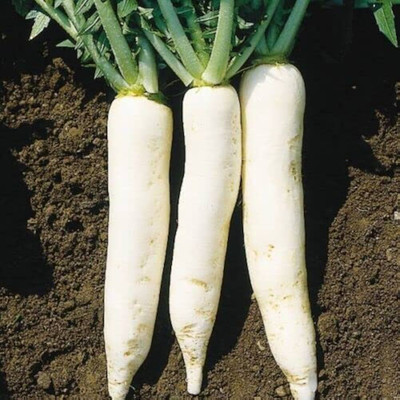 LIFELEX Radish Seeds / Mooli Seeds / Mula Vegetable Plant Seed(26 per packet)