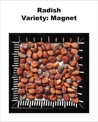 Qualtivate HUA-3A F1 Hybrid Radish Magnet Seed(300 per packet)