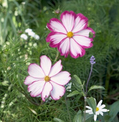 Quentova 'Candystripe' cosmos-9C-US Seed(100 per packet)