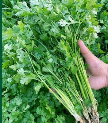 ZIXA CORIANDER CHINESE PARSLEY Seed(2000 per packet)