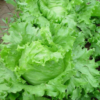 KNESSiN Sweet Lettuce Seed(1250 per packet)