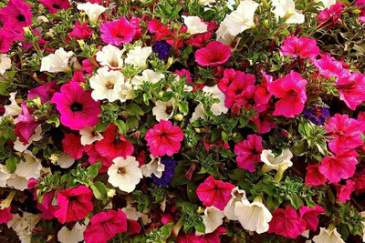 BJUBAS Petunia Double Mix Seed pack of 38 Seed(38 per packet)