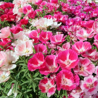 Lorvox Clarkia Elegance Double mixed flower Seed(60 per packet)