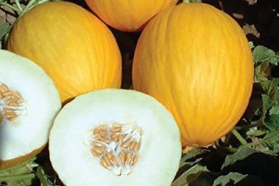 CYBEXIS TLX-41 - Hybrid yellow f1 muskmelon - (150 Seeds) Seed(150 per packet)