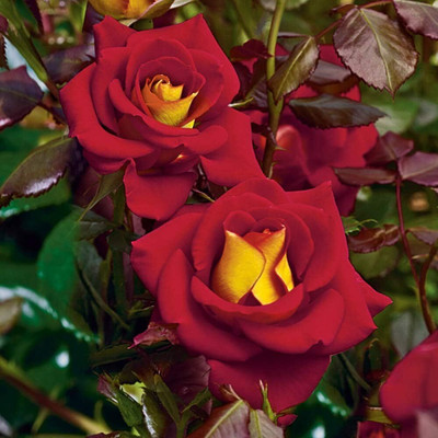 Qualtivate RES-5A Ketchup and Mustard Rose Seeds Seed(25 per packet)