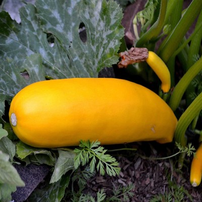 Biosnyg Golden Zucchini Summer Squash Garden Seeds-[50 Seeds] Seed(50 per packet)