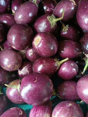 Aywal Brinjal-F1-Purple Hybrid Seed(5 g)