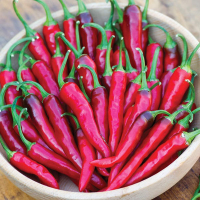 KNESSiN Dragon Cayenne Hot Pepper Seeds for Terrace Gardening-(2400 Seeds) Seed(2400 per packet)