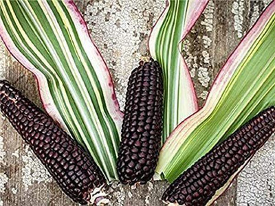 VibeX ® VMR-290 Candy Striped Corn Seeds Seed(500 per packet)