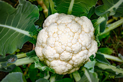 jui halder white cauliflower,gobhee seeds Seed(45 per packet)