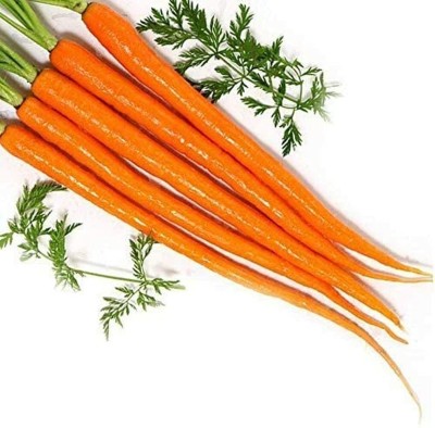 CYBEXIS Vegetable Mix Carrot Seeds Easy Cultivate Grow Your Own1000 Seeds Seed(1000 per packet)