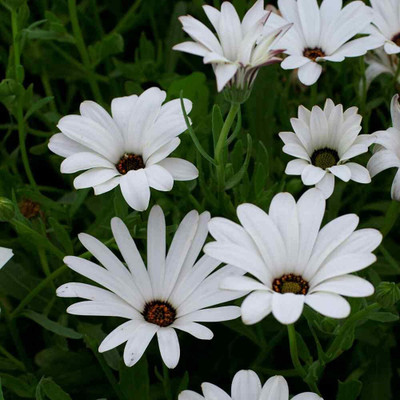 Lorvox DIMORPHOTHECA WHITE OPEN POLLINATED Seed(10 per packet)