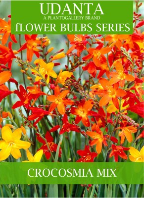 Udanta Crocosmia Multicolor Flower Bulbs For All Season - Set Of 5pcs Seed(5 per packet)