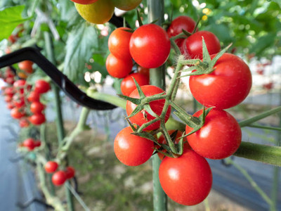 Go Raw tomato Seed(145 per packet)