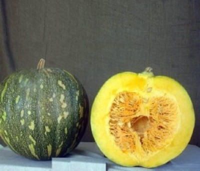 VibeX NDIR-51 - PUMPKIN. Hybrid P.101 - (300 Seeds) Seed(300 per packet)