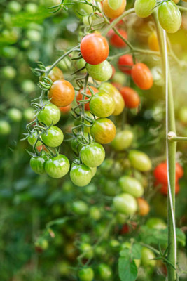 VNR tomato Seed(85 per packet)
