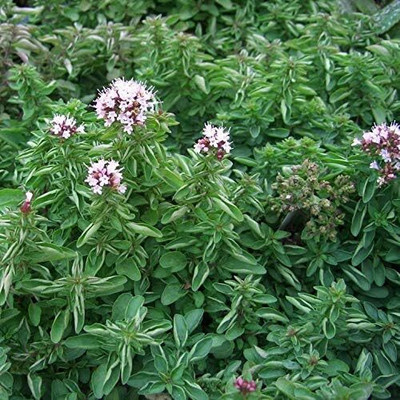 KNESSiN Oregano Plant-100 x[400 Seeds] Seed(400 per packet)