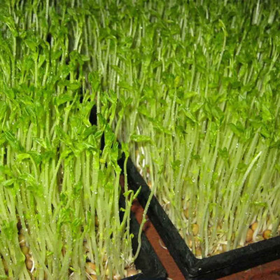 CYBEXIS Rich Vitamins Green Watercress Seeds 700 Seeds Seed(700 per packet)