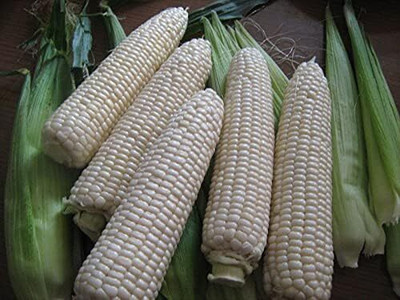 Qualtivate PUA-7A White Corn Heirloom Seed(400 per packet)