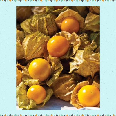 QALANDAR Cape Gooseberry Husk Tomato Seed(50 per packet)
