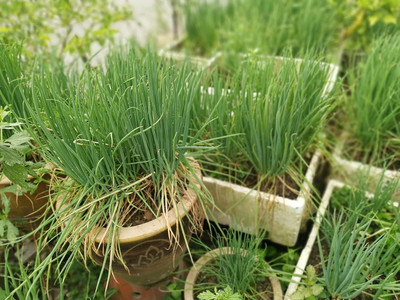Qualtivate ICRA6-A Bunching Onion Evergreen Seeds Seed(500 per packet)