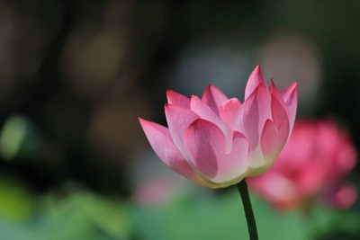 FOURGANIC lotus,kamal gatta Seed(14 per packet)