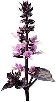 Qualtivate LX-12 Basil ‘Dark Purple Opal’ Seed(1000 per packet)