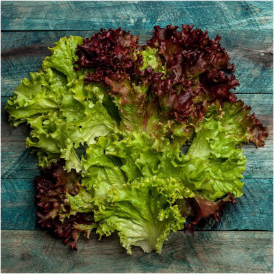 CYBEXIS NDIR-68 - High Germination Lettuce - (1350 Seeds) Seed(1350 per packet)