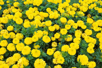 RUKDA marigold/gende ka phool flower seeds Seed(75 per packet)