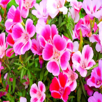 Lorvox Clarkia Hybrid Flower Seed(25 per packet)