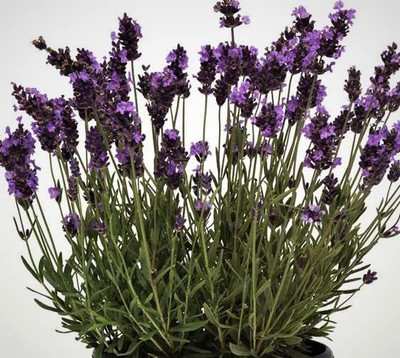 CYBEXIS GBPUT-10 - Lavender Lavendula Avignon - (750 Seeds) Seed(750 per packet)