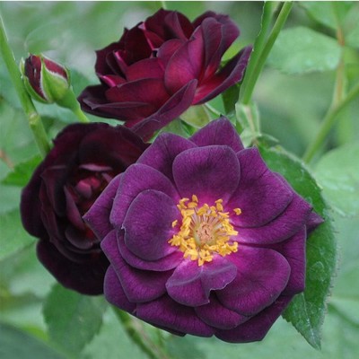 Qualtivate PUA-6A Midnight Blue Shrub Rose Seeds Seed(25 per packet)